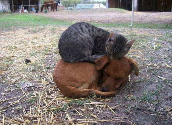 cat laying on dog