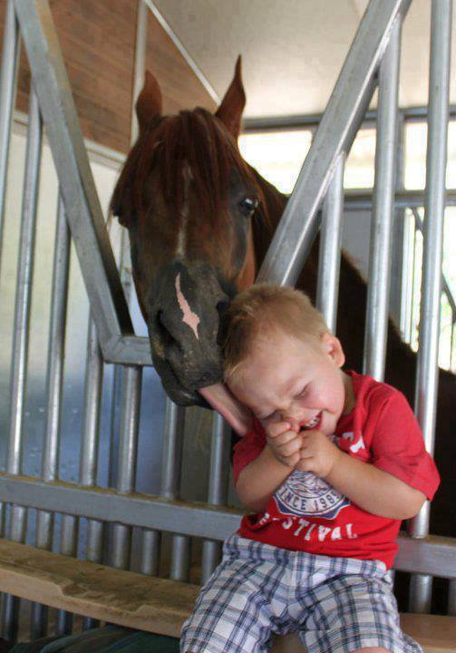 horse licking boy